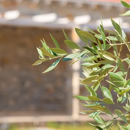 דירה Olive Land לימנריה