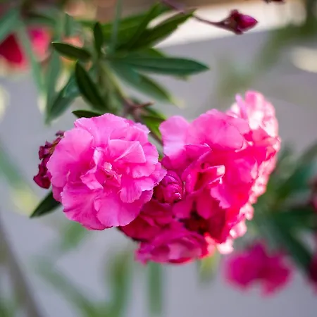 Olive Land דירה לימנריה