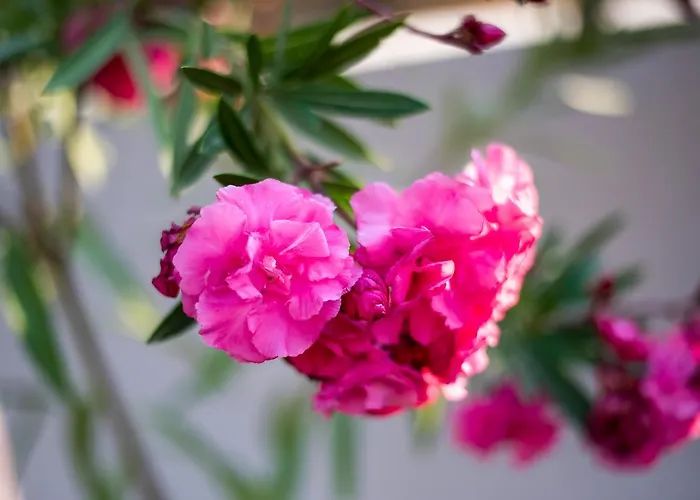 Olive Land Apartment Limenaria (Thasos)