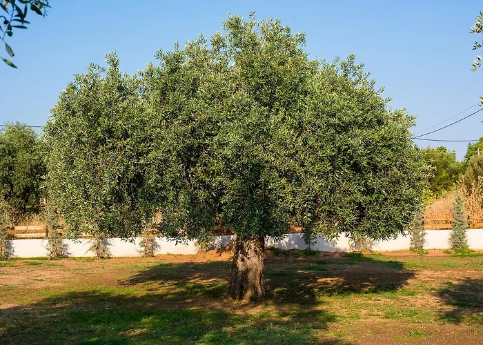 Olive Land * Λιμενάρια